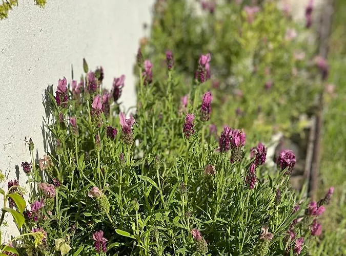 Semesterbostad Casas Bouca Maria - Aqua Village & Sports